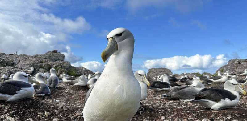 Thick ones, pointy ones—how albatross beaks evolved to match their prey